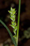 Lined sedge